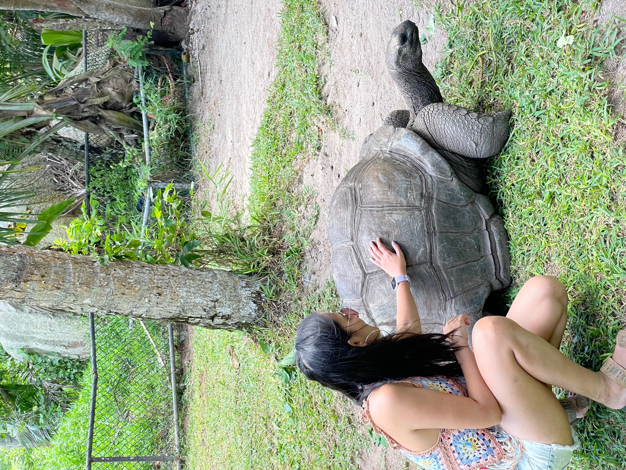 giant tortoise in Zanzibar